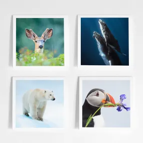 Canadian species greeting card bundle (4 pack)