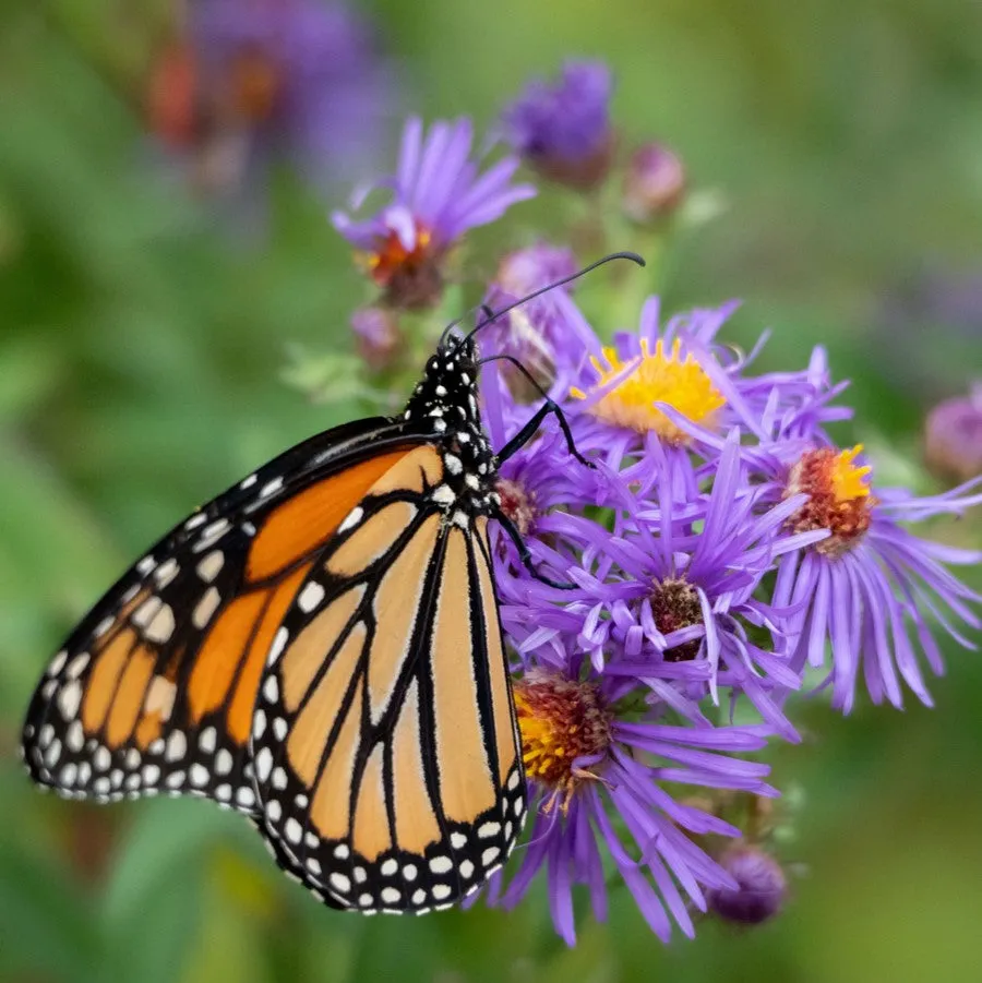 make way for a monarch butterfly